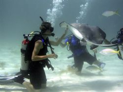 Mike and his stingray Stingray City Grand Cayman Island 2... by Steven Pahel 